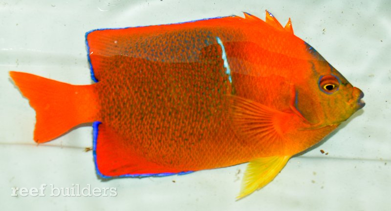 clarion-passer-hybrid-angelfish.jpg