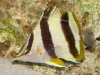 basabei-1.jpg