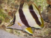 basabei-2.jpg