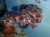 cuttlefish-group