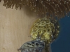 cuttlefish-mating