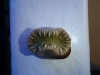 heteropsammia-cochlea-2