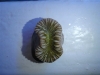 heteropsammia-cochlea-3