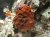 imacwest-10