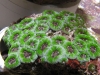 malaysiancorals-2