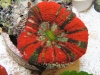 scoly_parade-1-2