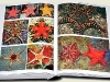 marine-fauna_4