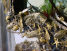 mazzucato-nano-aquarium-art-3