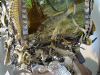 mazzucato-nano-aquarium-art-5
