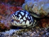 echidna_xanthospila_2