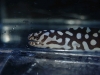 echidna_xanthospila_5