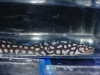 echidna_xanthospila_6
