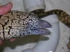 gymnothorax_berndti