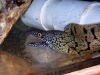 gymnothorax_berndti2