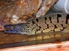 gymnothorax_berndti_4