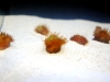 heterosammia