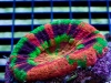 tyedyescolymia-10.jpg