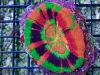 tyedyescolymia-17.jpg