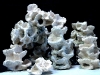 vida-rock042209-079.jpg