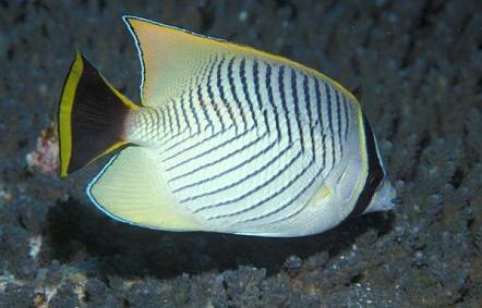 butterfly-fish