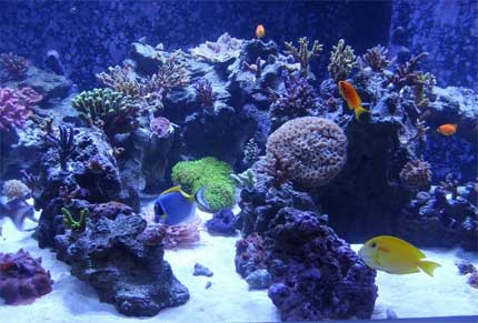 600-gallon-reef-tank-display