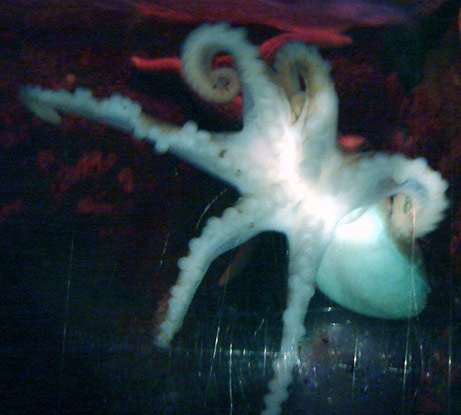 hexapus