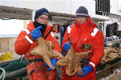 jumbo-starfish