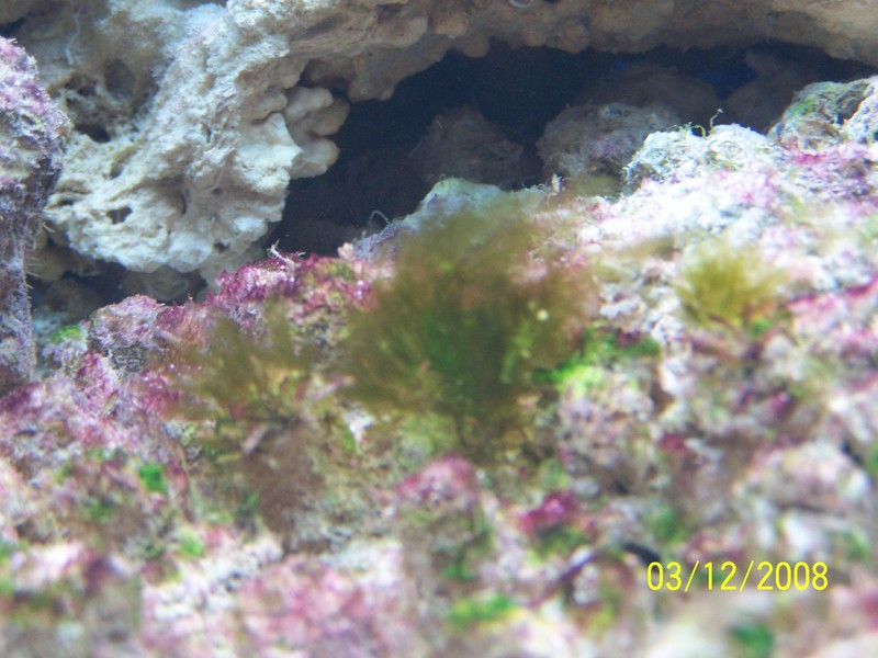 tankpics014.jpg