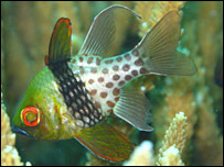 cardinal-fish