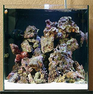 eco-cube-aquarium-reef