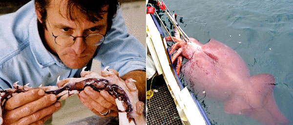 squid-colossal-zealand-thaw-wide