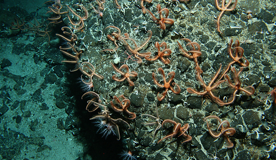 marine-scientists-find-millions-of-tiny-starfish-inhabiting-undersea-volcano