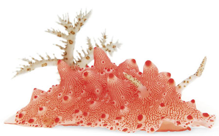 nudi-branch-on-white