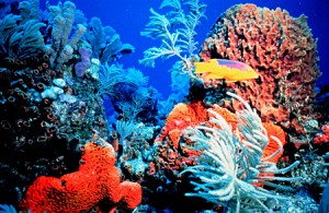 reef-300x195