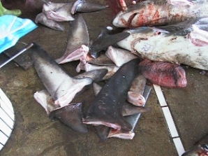 shark-fishing shark-fishing