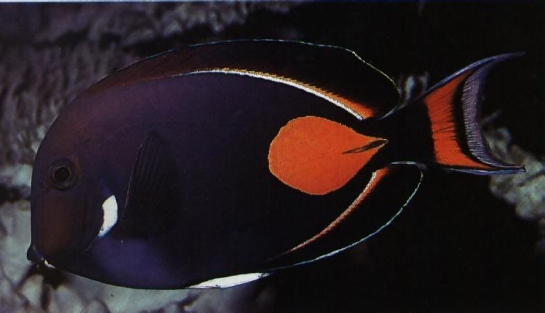 achiles-tang