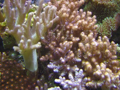aqua-vitro-seachem-analysis-review-coral-2 aqua-vitro-seachem-analysis-review-coral-2