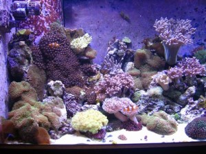 aqua-vitro-seachem-analysis-review-coral-3 aqua-vitro-seachem-analysis-review-coral-3