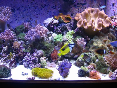 aqua-vitro-seachem-analysis-review-coral-4 aqua-vitro-seachem-analysis-review-coral-4