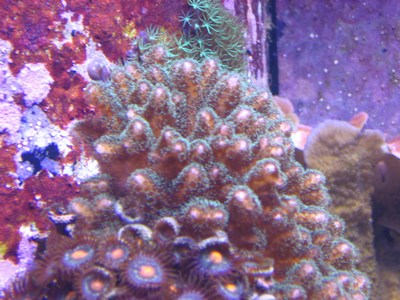 aqua-vitro-seachem-analysis-review-coral aqua-vitro-seachem-analysis-review-coral
