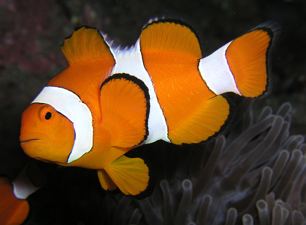 clownfish