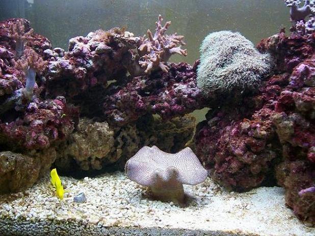 after-ultra-algae-x-fauna-marin