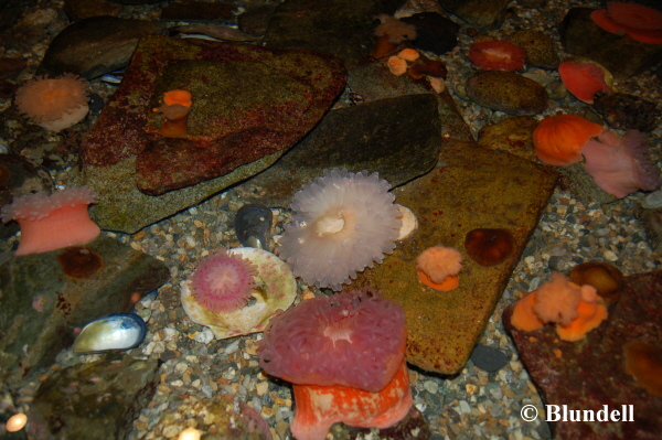 anemone-1 anemone-1