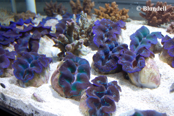 clam-bed-2 clam-bed-2