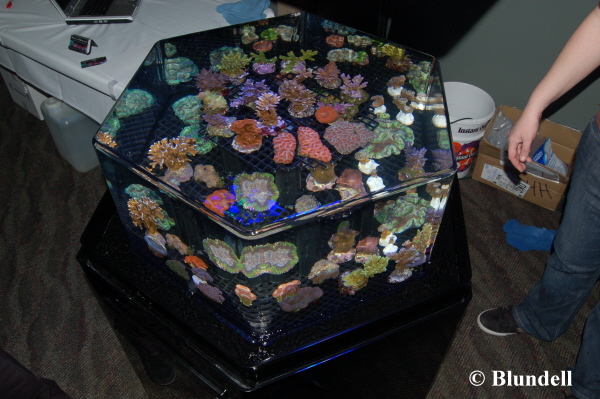 corals-for-show corals-for-show