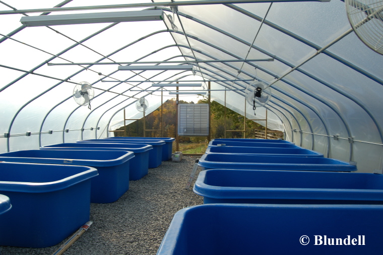 greenhouse greenhouse