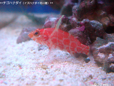 red-blotched-perchlet-saltwater-fish