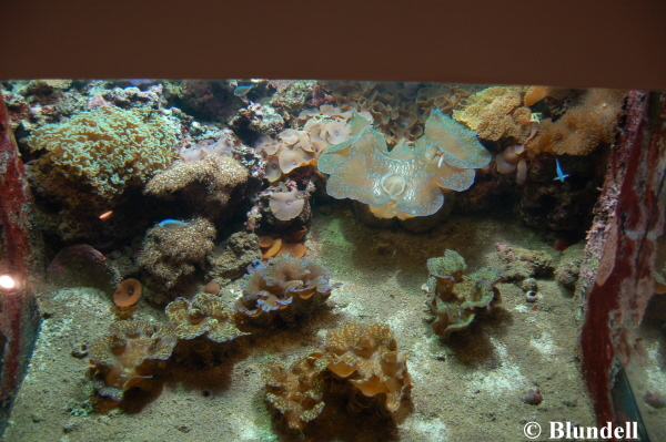 reef-down reef-down