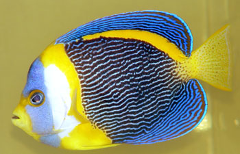 (preview-image)