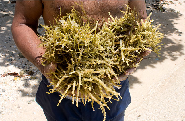 seaweed-destroying-reefs